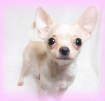チワワ(スムース)【秋田県・男の子・2018年5月20日・クリーム】の写真「✨🎄✨クリスマスプレゼント価格✨🎄✨」