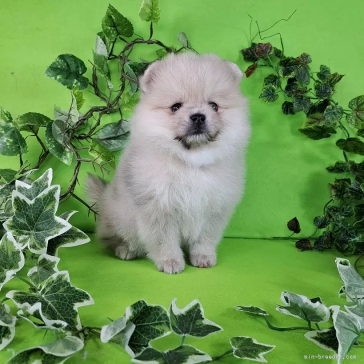 ID：2501-05418の子犬