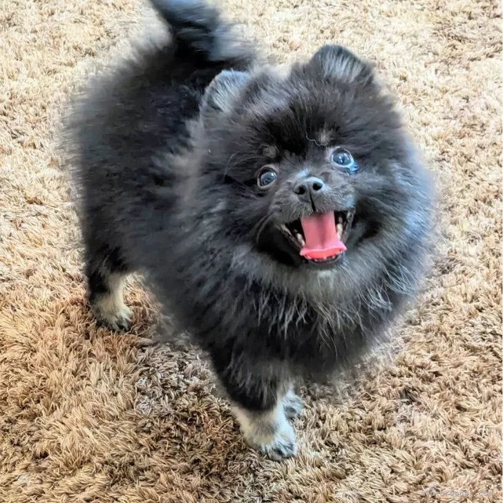 ポメラニアン【神奈川県・男の子・2025年9月11日・ブラックタン】の写真1「最新画像更新しました。」