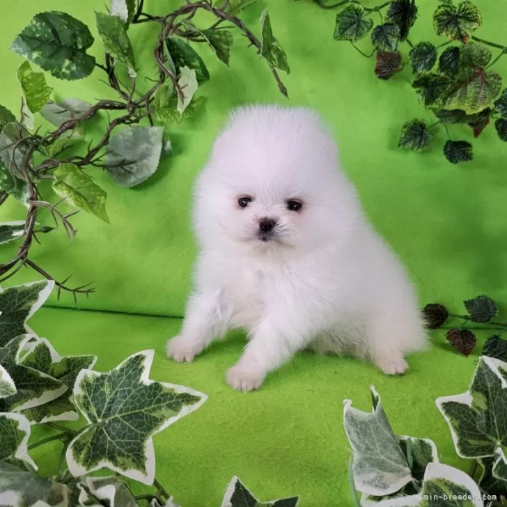 S.N 様のお迎えした子犬