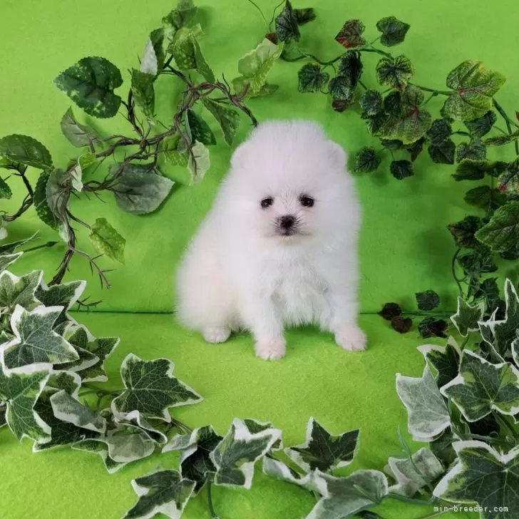 ID:2412-05775の子犬