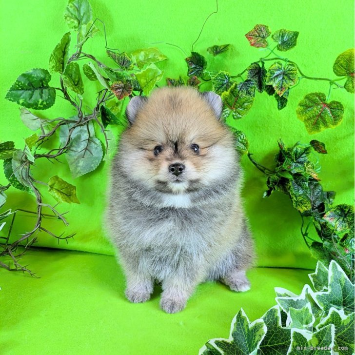 ブリーダー画像