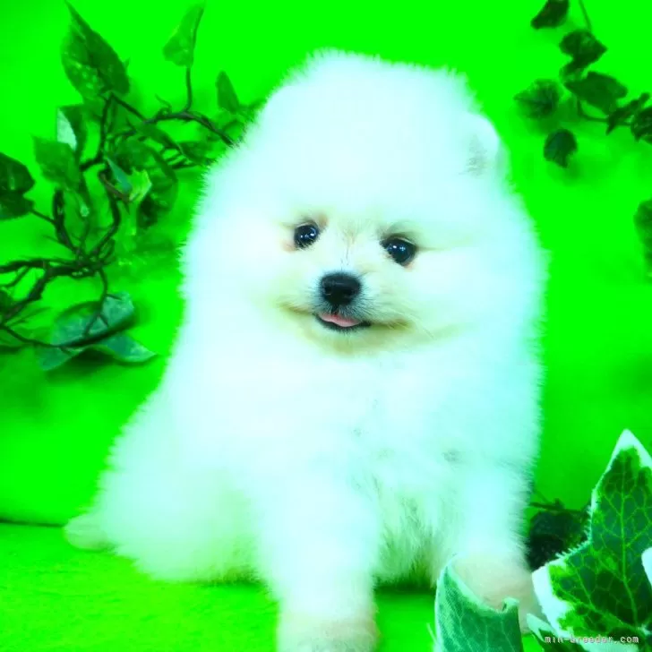 ID：2411-04917の子犬