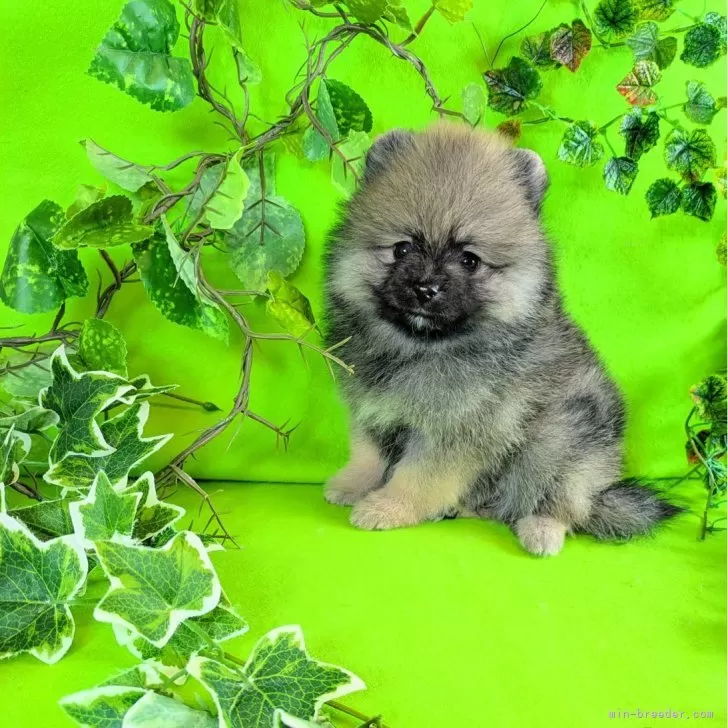 ポメラニアン【神奈川県・女の子・2025年9月21日・ウルフセーブル】の写真1