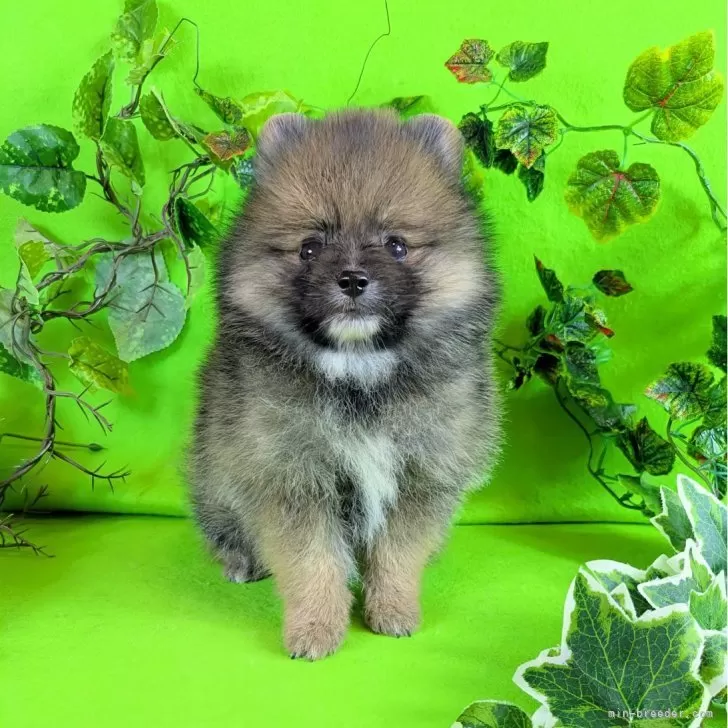 ポメラニアン【神奈川県・女の子・2025年9月21日・オレンジセーブル】の写真1