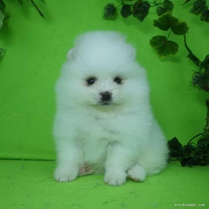 ID：2411-01471の子犬