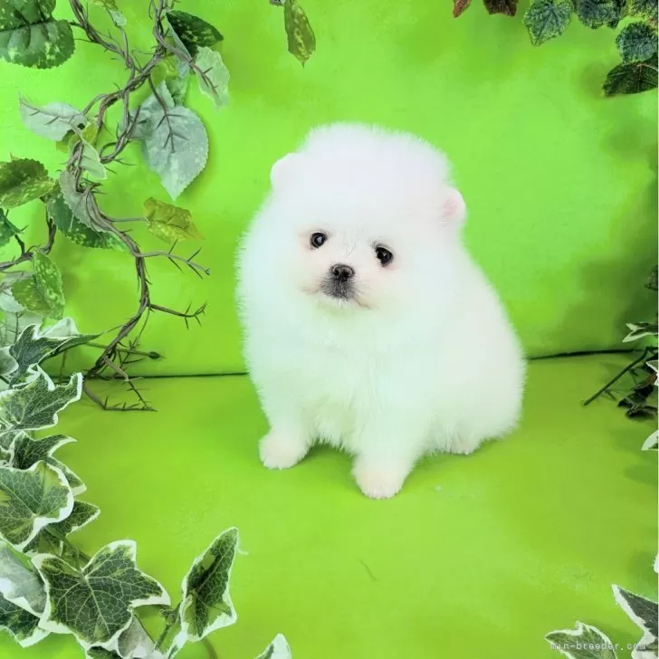 ポメラニアン【神奈川県・男の子・2025年8月28日・ホワイト】大人に