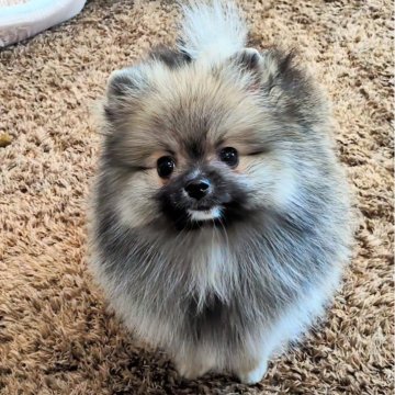 ポメラニアン【神奈川県・女の子・2025年9月18日・クリームセーブル】の写真「クリクリキラキラ☆した瞳の兄妹達のご紹介です」