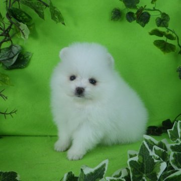 ポメラニアン【神奈川県・女の子・2024年9月29日・ホワイト】の写真「「もっふもふ♪白系兄妹達のご紹介です♪」」