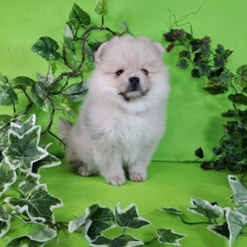 ポメラニアン【神奈川県・女の子・2024年12月9日・クリームセーブル】の写真「「癒しの姉妹ちゃんのご紹介です♡」」