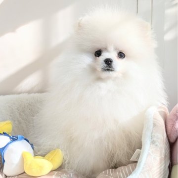 ポメラニアン【神奈川県・男の子・2025年8月28日・ホワイト】の写真「おさる時期の小柄な白ポメちゃんです♪」