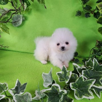 ポメラニアン【神奈川県・男の子・2024年11月13日・ホワイト】の写真「チャオリア系の子犬ちゃん達のご紹介です♪」