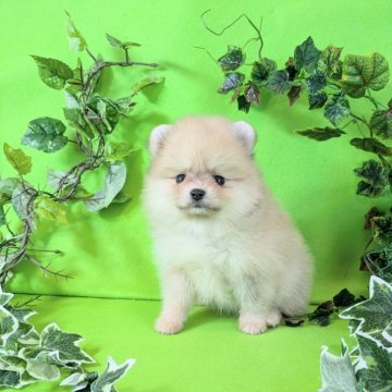 ポメラニアン【神奈川県・女の子・2025年2月15日・クリームセーブル】の写真「あたたかい瞳の子犬ちゃんのご紹介です」