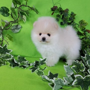ポメラニアン【神奈川県・女の子・2024年12月9日・クリーム】の写真「「癒しの姉妹ちゃんのご紹介です♡」」