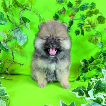 ポメラニアン【神奈川県・女の子・2025年9月21日・オレンジセーブル】の写真「タヌキ容姿の４姉妹ちゃん達てす♪」