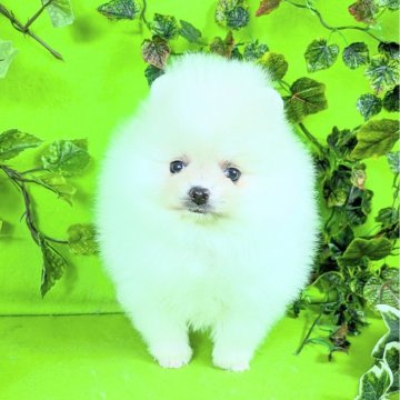 ポメラニアン【神奈川県・女の子・2025年10月26日・ホワイト&クリーム】の写真「たれ目で優しい瞳の３姉妹ちゃんです」