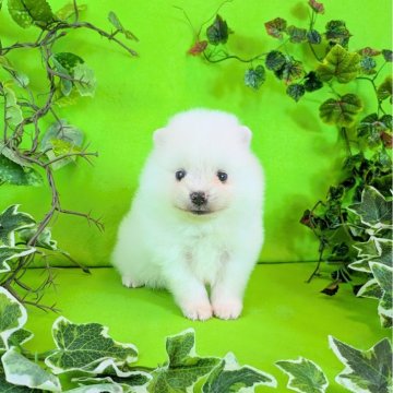 ポメラニアン【神奈川県・女の子・2025年8月28日・ホワイト】の写真「ホワイト４兄妹のご紹介です」