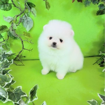 ポメラニアン【神奈川県・男の子・2025年8月28日・ホワイト】の写真「大人になっても幼いお顔の白ポメちゃんです♪」