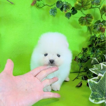 ポメラニアン【神奈川県・男の子・2025年8月28日・ホワイト】の写真「ホワイト４兄妹のご紹介です」