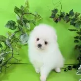 ポメラニアン