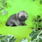ポメラニアン