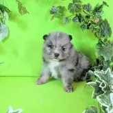 ポメラニアン