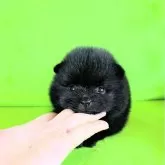 ポメラニアン