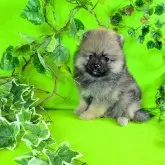 ポメラニアン【神奈川県・女の子・2025年9月21日・ウルフセーブル】の写真1