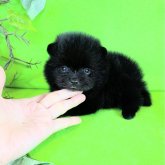 ポメラニアン
