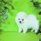 ポメラニアン