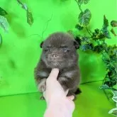 ポメラニアン