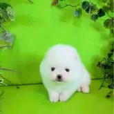 ポメラニアン