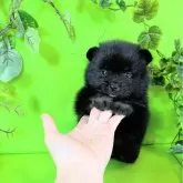 ポメラニアン