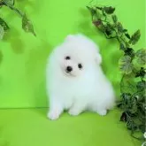 ポメラニアン