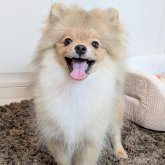 ポメラニアン
