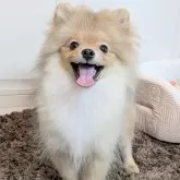 ポメラニアン