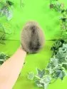ポメラニアン【神奈川県・女の子・2025年9月20日・オレンジセーブル】の写真10