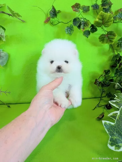 ポメラニアンの人様 特別販売】ポメラニアン チャンピオン男の子 セカンドホーム