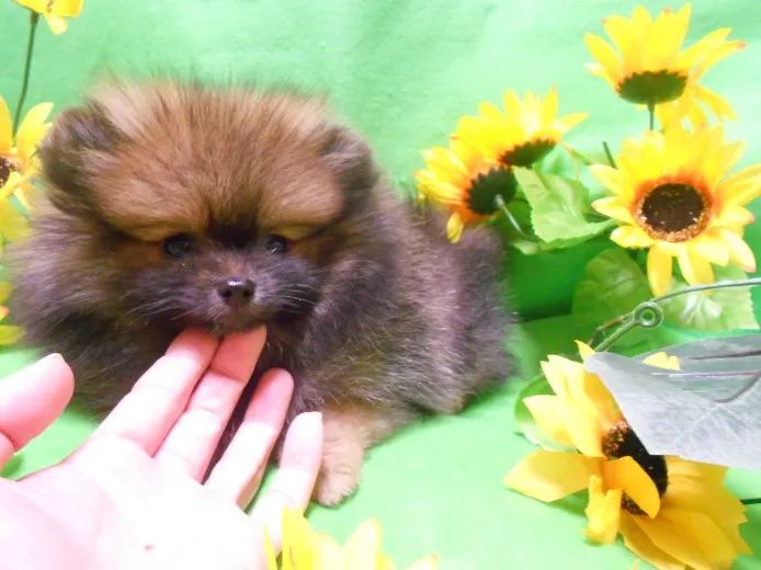 ばんび 様のお迎えした子犬