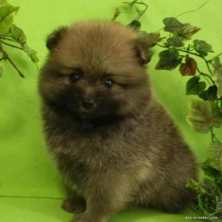 ID：2210-00629の子犬
