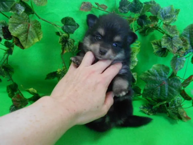 小町 様のお迎えした子犬