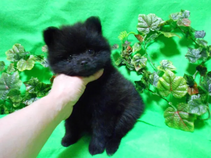 ポメタン 様のお迎えした子犬