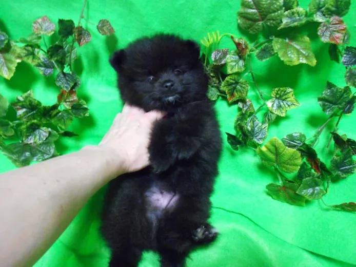 金太郎 様のお迎えした子犬