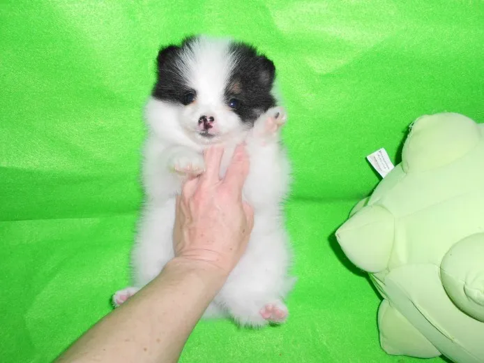 ID：1204-00426の子犬
