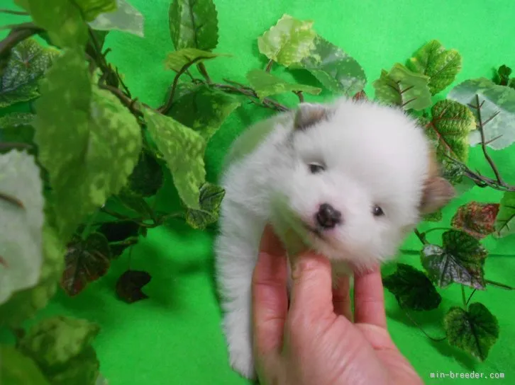 らんじゅ 様のお迎えした子犬