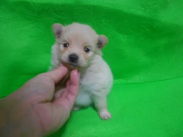 木村 様のお迎えした子犬