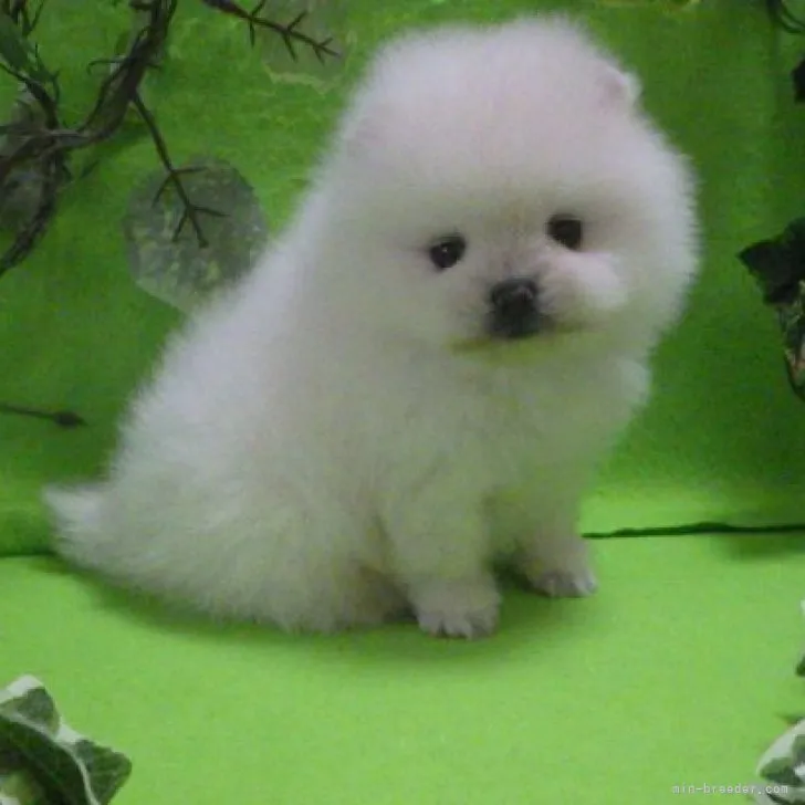 ID:2304-03399の子犬