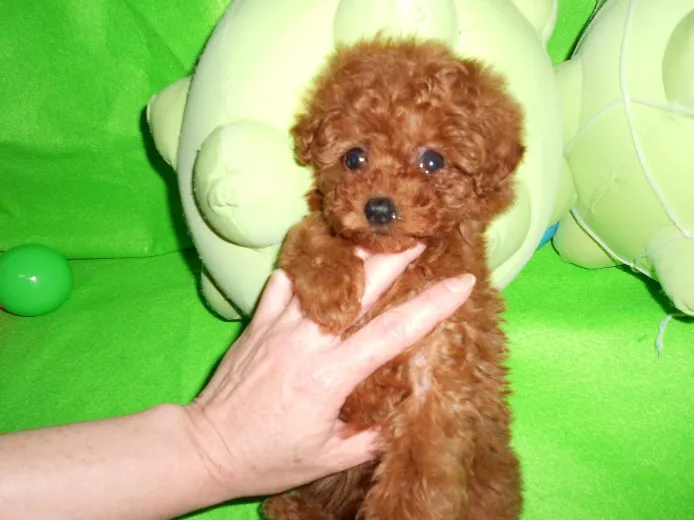 ID：1203-00054の子犬