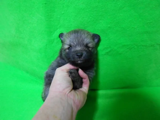 ID：1301-00167の子犬