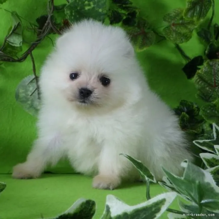 ID：2304-03397の子犬